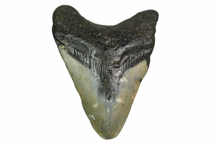 Bargain, Fossil Megalodon Tooth - North Carolina #152993